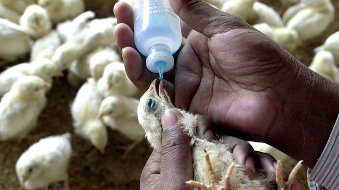 Relevance and Benefits of Vaccination in Modern Poultry Production