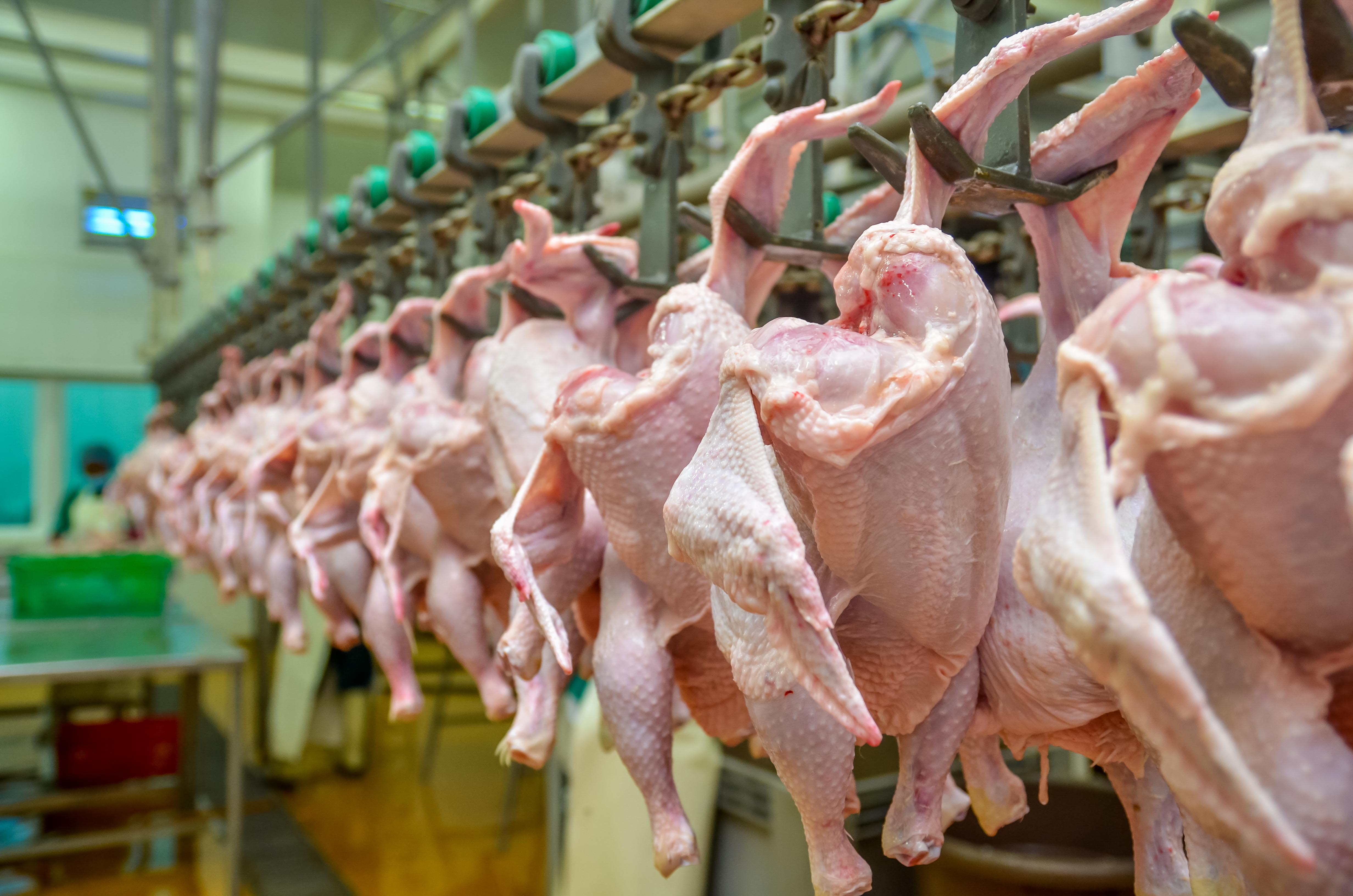 Understanding the Poultry Value Chain